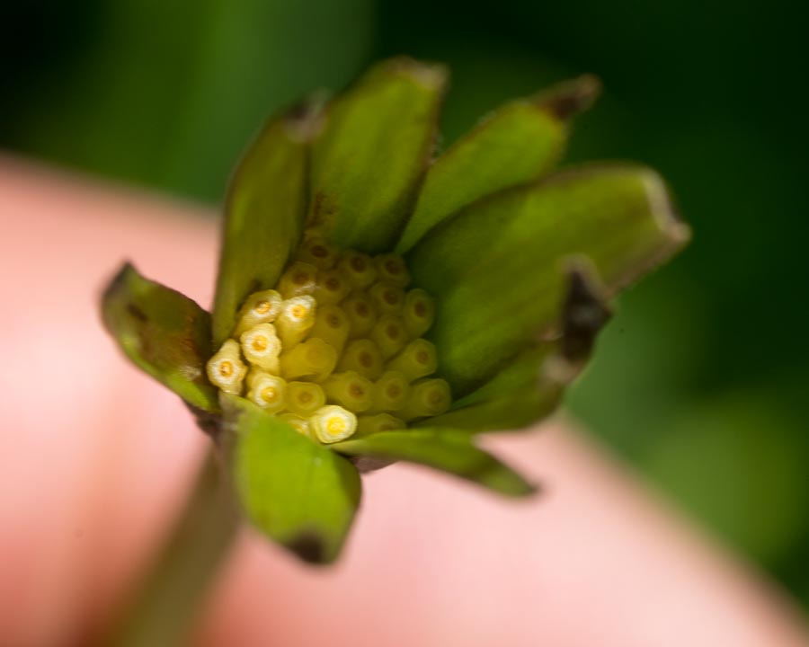 Aposeris foetida / Lattuga fetida